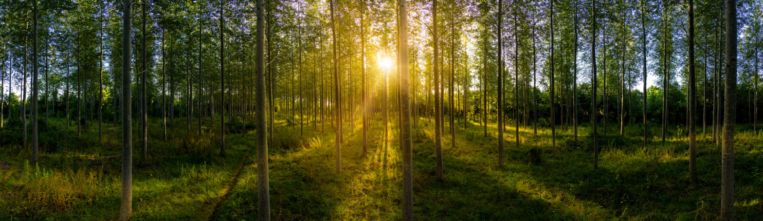 Panoramic of a forest at sunrise